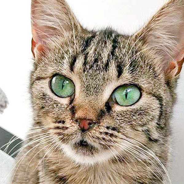 Kätzin Mirja / © 2016 Arche KaNaum (OS)