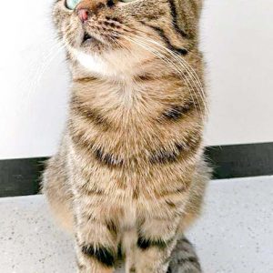 Kätzin Mirja / © 2016 Arche KaNaum (OS)