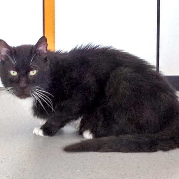 Kater Freddy / © 2016 Arche KaNaum (DN) Kater Freddy / © 2016 Arche KaNaum (DN)