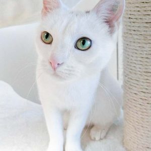 Kätzin Bijou  / © 2017 Arche KaNaum (DN) Kätzin Bijou / © 2017 Arche KaNaum (DN)