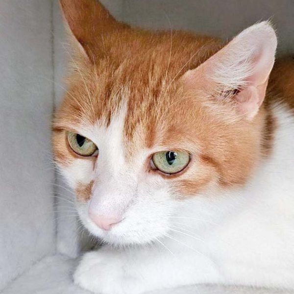 Kätzin Casandra / © 2017 Arche KaNaum (DN) Kätzin Casandra / © 2017 Arche KaNaum (DN)