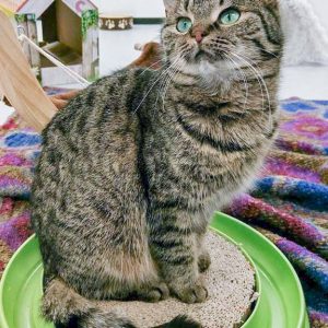 Kätzin Mirja / © 2017 Arche KaNaum (JM)