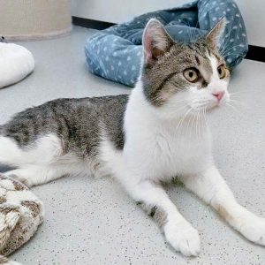 Kater Tommy  / © 2017 Arche KaNaum (DN) Kater Tommy / © 2017 Arche KaNaum (DN)