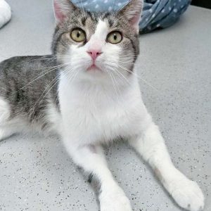 Kater Tommy  / © 2017 Arche KaNaum (DN) Kater Tommy / © 2017 Arche KaNaum (DN)