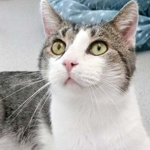 Kater Tommy  / © 2017 Arche KaNaum (DN) Kater Tommy / © 2017 Arche KaNaum (DN)