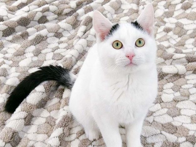 Kater Yannis / © 2017 Arche KaNaum (OS)