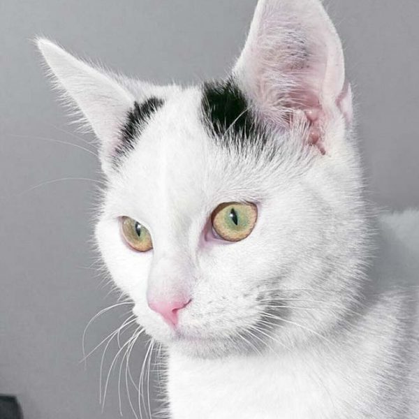 Kater Yannis  / © 2017 Arche KaNaum (OS) Kater Yannis / © 2017 Arche KaNaum (OS)
