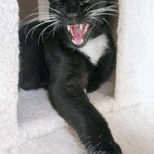 Kater Flip / © 2017 Arche KaNaum (OS)