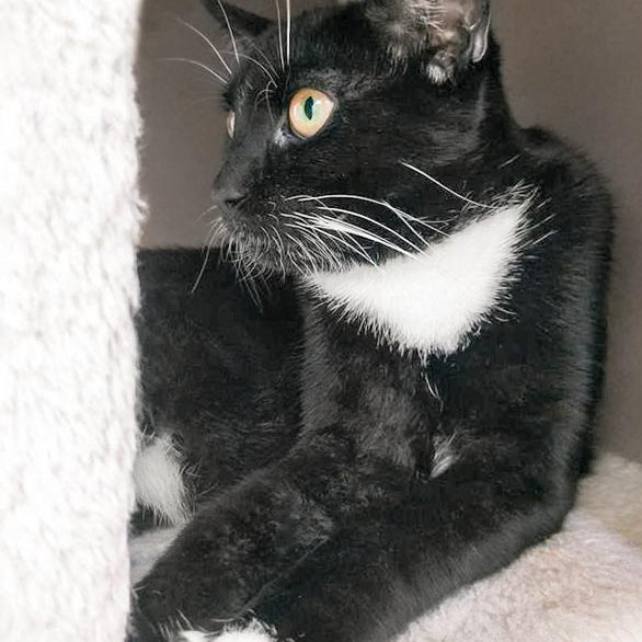 Kater Flip / © 2017 Arche KaNaum (OS)