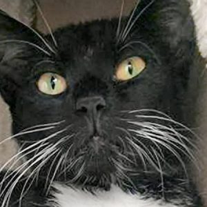 Kater Flip  / © 2017 Arche KaNaum (OS) Kater Flip / © 2017 Arche KaNaum (OS)