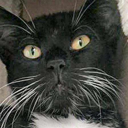 Kater Flip / © 2017 Arche KaNaum (OS)