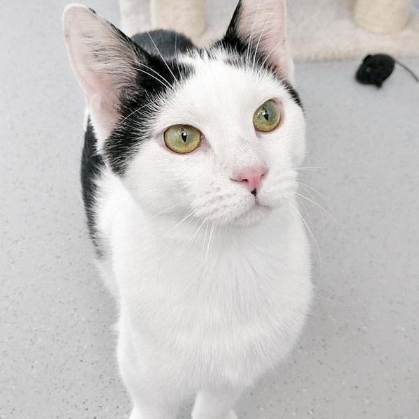 Kater Lisandro / © 2017 Arche KaNaum (OS) Kater Lisandro / © 2017 Arche KaNaum (OS)