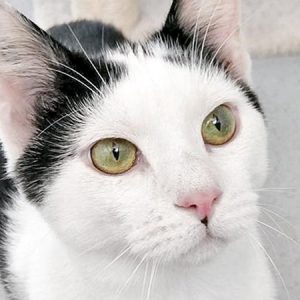 Kater Lisandro  / © 2017 Arche KaNaum (OS) Kater Lisandro / © 2017 Arche KaNaum (OS)