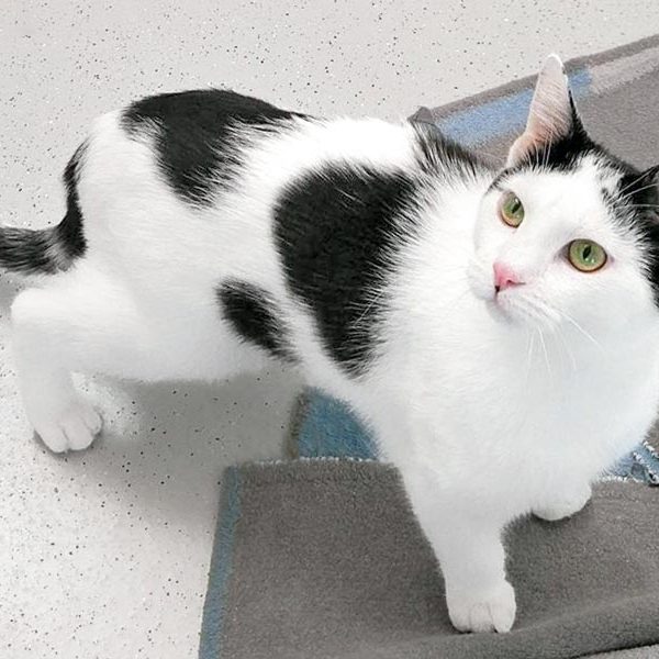 Kater Lisandro / © 2017 Arche KaNaum (OS) Kater Lisandro / © 2017 Arche KaNaum (OS)