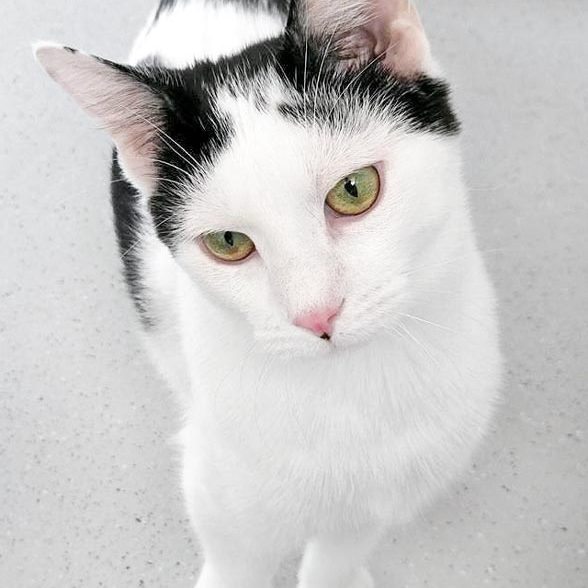 Kater Lisandro / © 2017 Arche KaNaum (OS) Kater Lisandro / © 2017 Arche KaNaum (OS)