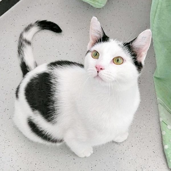 Kater Lisandro / © 2017 Arche KaNaum (OS) Kater Lisandro / © 2017 Arche KaNaum (OS)