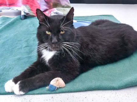 Kater Freddy / © 2017 Arche KaNaum (OS)