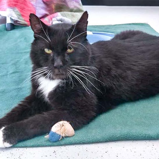 Kater Freddy / © 2017 Arche KaNaum (OS) Kater Freddy / © 2017 Arche KaNaum (OS)