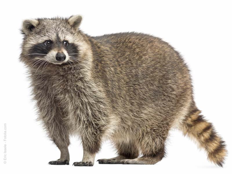 Waschbär / © Eric Issele - Fotolia.com
