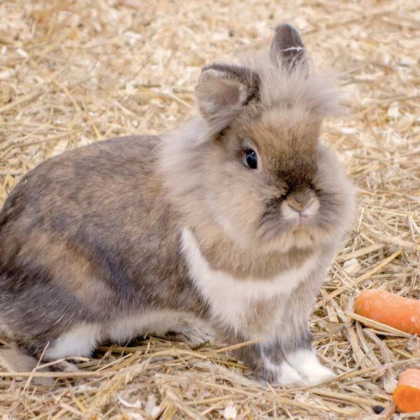 Kaninchenhäsin Merle / © 2014 Arche KaNaum (NH)