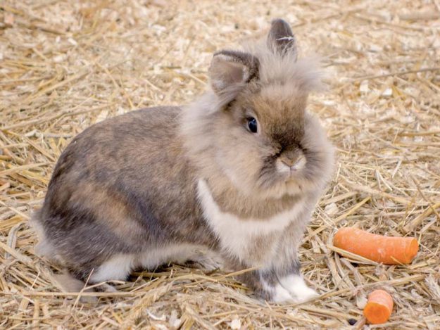 Kaninchenhäsin Merle / © 2014 Arche KaNaum (NH)