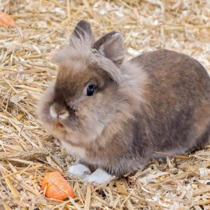 Kaninchenhäsin Merle / © 2014 Arche KaNaum (NH)