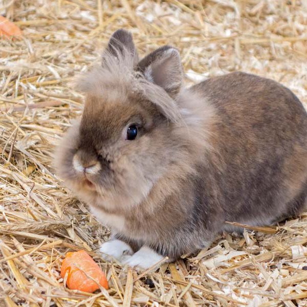 Kaninchenhäsin Merle / © 2014 Arche KaNaum (NH)