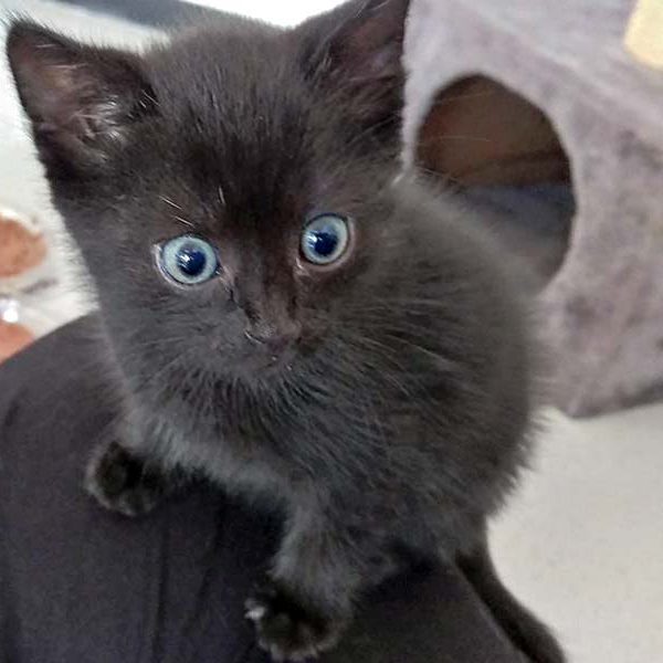 Katerchen Muck / © 2016 Arche KaNaum (OS)