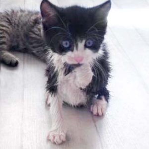 Katerchen Ralfi nach seinem Putzwasser-Test … / © 2016 Arche KaNaum (DN) Katerchen Ralfi nach seinem Putzwasser-Test ... / © 2016 Arche KaNaum (DN)