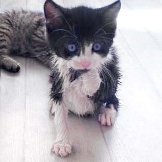 Katerchen Ralfi nach seinem Putzwasser-Test …   / © 2016 Arche KaNaum (DN) Katerchen Ralfi nach seinem Putzwasser-Test ... / © 2016 Arche KaNaum (DN)