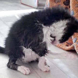 Katerchen Ralfi nach seinem Putzwasser-Test … / © 2016 Arche KaNaum (DN) Katerchen Ralfi nach seinem Putzwasser-Test ... / © 2016 Arche KaNaum (DN)