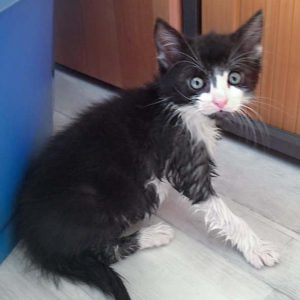 Katerchen Ralfi nach seinem Putzwasser-Test … / © 2016 Arche KaNaum (DN) Katerchen Ralfi nach seinem Putzwasser-Test ... / © 2016 Arche KaNaum (DN)