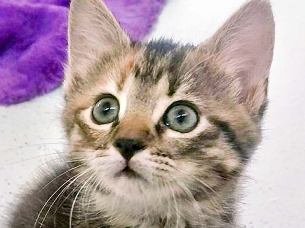 Kätzin Drusel / © 2016 Arche KaNaum (OS)