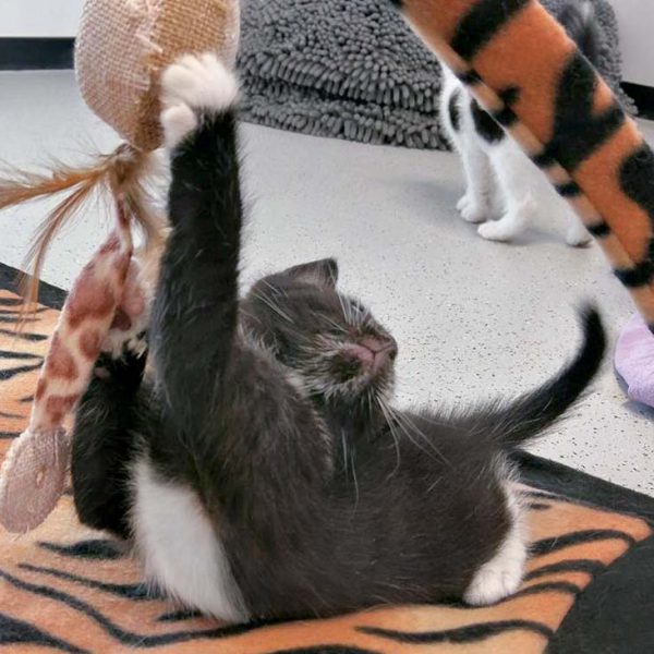 Katerchen Flip / © 2016 Arche KaNaum (OS)