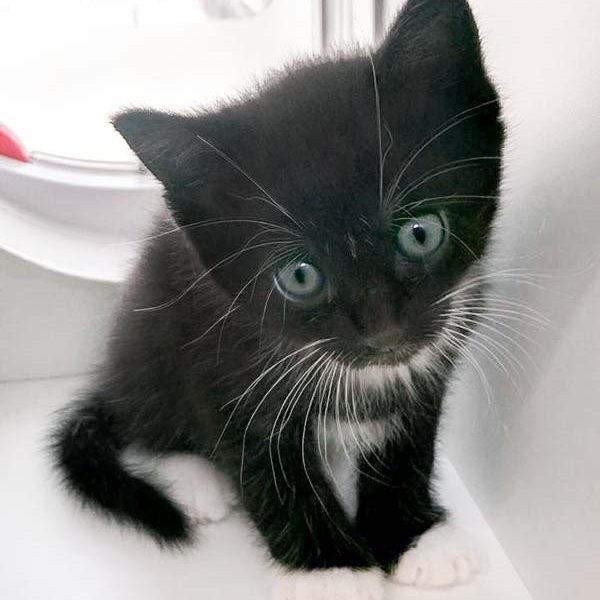 Katerchen Flip / © 2016 Arche KaNaum (OS)