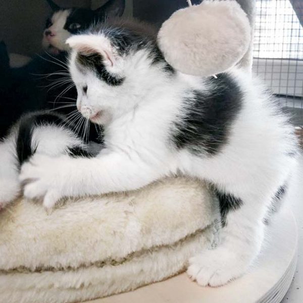 Katerchen Lisandro / © 2016 Arche KaNaum (OS) Katerchen Lisandro / © 2016 Arche KaNaum (OS)