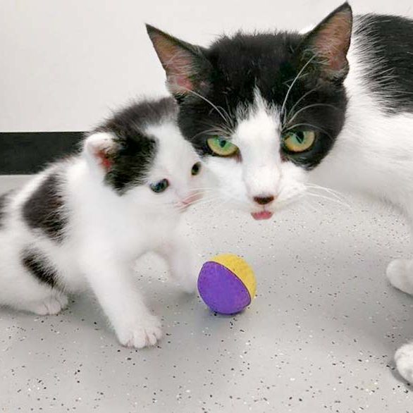 Katerchen Lisandro (l.) mit Mama Lisanna / © 2016 Arche KaNaum (OS)