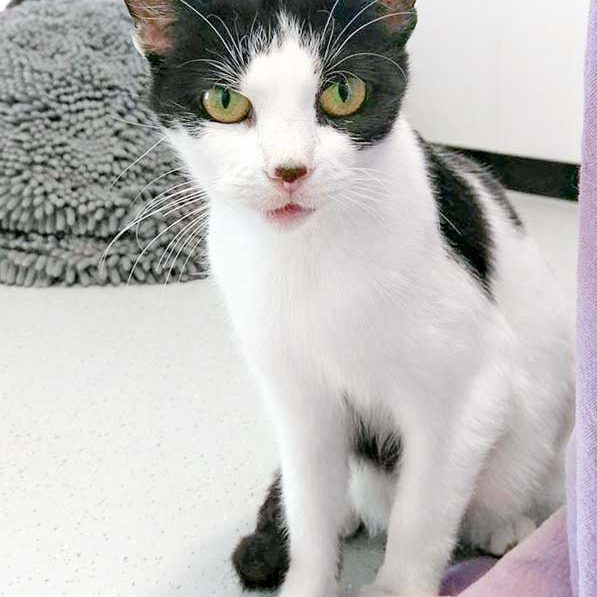 Kätzin Lisanna / © 2016 Arche KaNaum (OS)