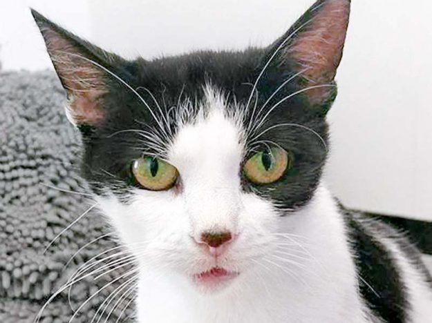 Kätzin Lisanna / © 2016 Arche KaNaum (OS)