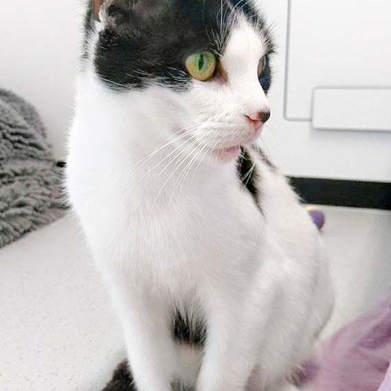 Kätzin Lisanna / © 2016 Arche KaNaum (OS)