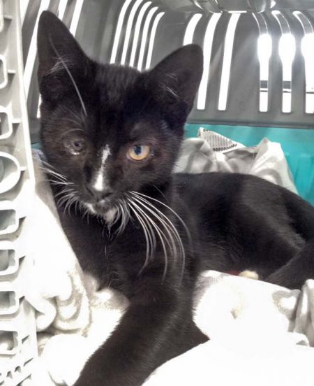 Fundkater Mäxchen aus Hallenberg / © 2016 Arche KaNaum (DN)