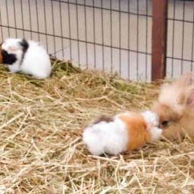 Keine Angst vor großen Tieren: Meerschweinchenbaby Mini (m.) mit Kaninchen Merle und Geschwistern / © 2016 Arche KaNaum (DN) Keine Angst vor großen Tieren: Meerschweinchenbaby Mini (m.) mit Kaninchen Merle und Geschwistern / © 2016 Arche KaNaum (DN)