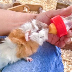 Meerschweinchenbaby Mini / © 2016 Arche KaNaum (DN) Meerschweinchenbaby Mini / © 2016 Arche KaNaum (DN)