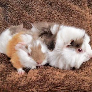 Meerschweinchenbaby Mini (l.) und einer ihrer Brüder / © 2016 Arche KaNaum (DN) Meerschweinchenbaby Mini (l.) und einer ihrer Brüder / © 2016 Arche KaNaum (DN)