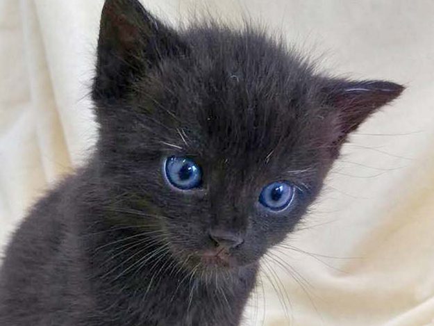 Kätzin Baghira / © 2016 Arche KaNaum (DN)