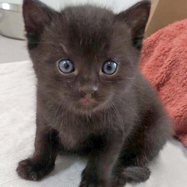 Katerchen Muck / © 2016 Arche KaNaum (DN)