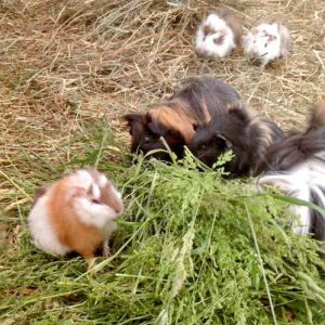 Meerschweinchenbaby Mini (v.) ist richtig groß geworden! / © 2016 Arche KaNaum (DN) Meerschweinchenbaby Mini (v.) ist richtig groß geworden! / © 2016 Arche KaNaum (DN)