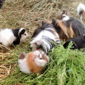 Meerschweinchenbaby Mini (v.) ist richtig groß geworden! / © 2016 Arche KaNaum (DN) Meerschweinchenbaby Mini (v.) ist richtig groß geworden! / © 2016 Arche KaNaum (DN)