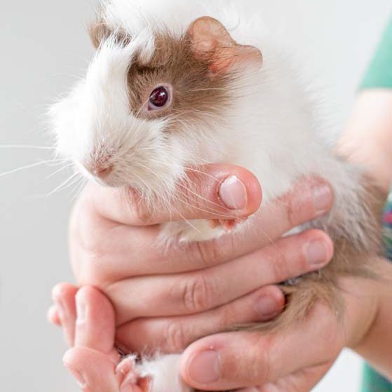 Meerschweinchen-Weibchen Avanti / © 2016 Arche KaNaum (NH)