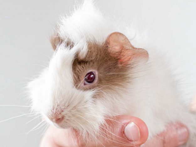 Meerschweinchen-Weibchen Avanti / © 2016 Arche KaNaum (NH)